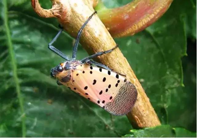 斑衣蜡蝉成虫