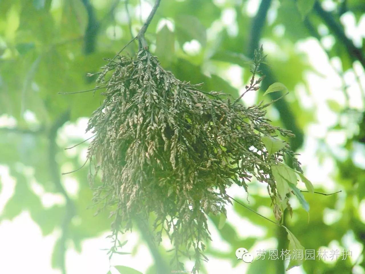 园林植物常见病害病症总结