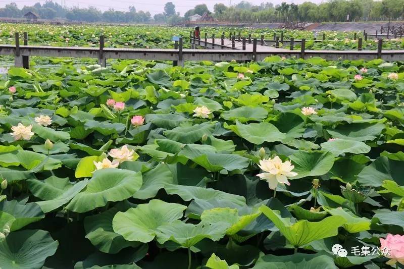 映日荷花谁最美,安徽毛集焦岗湖