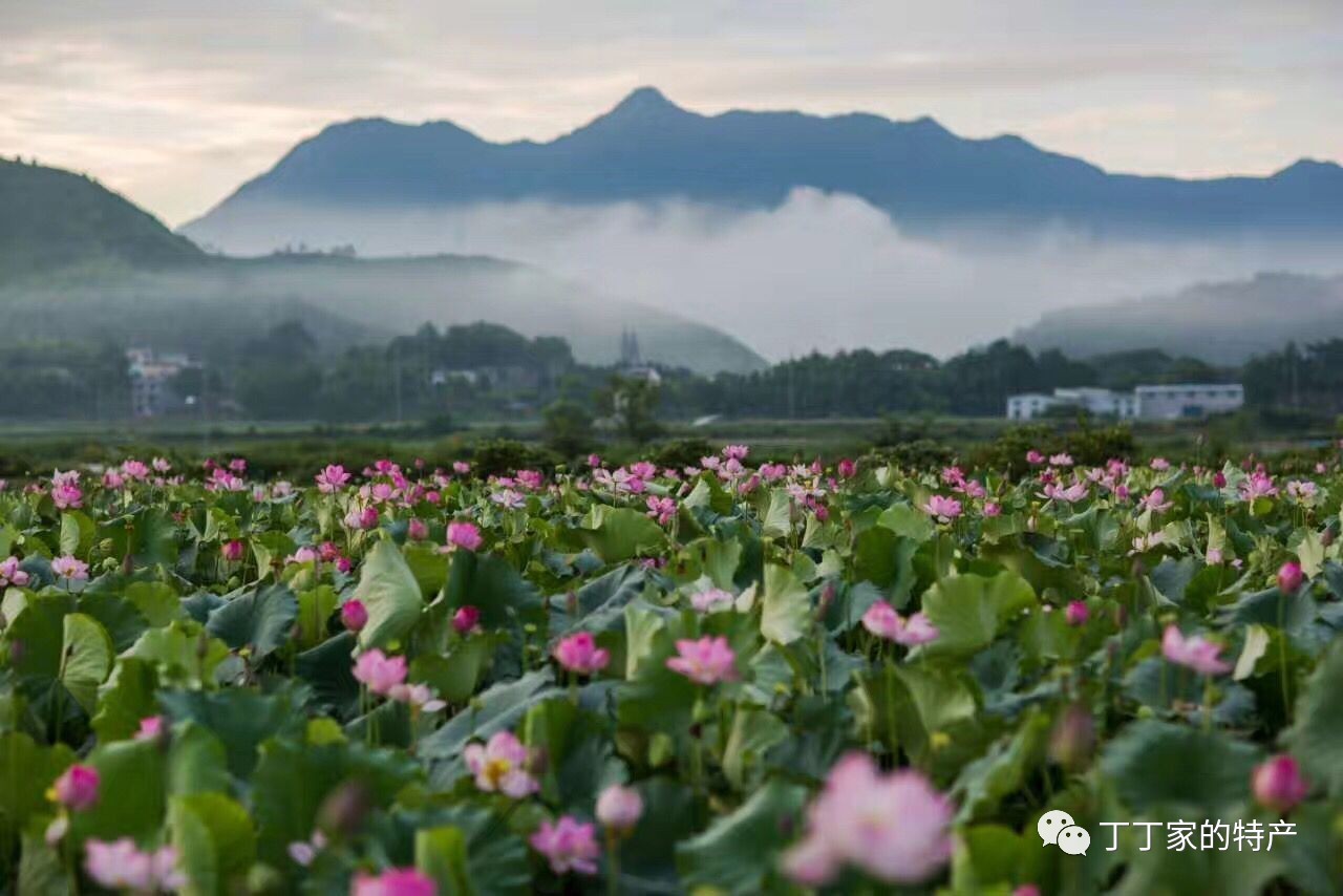 武夷山五夫荷花绽放的季节—游玩最佳攻略