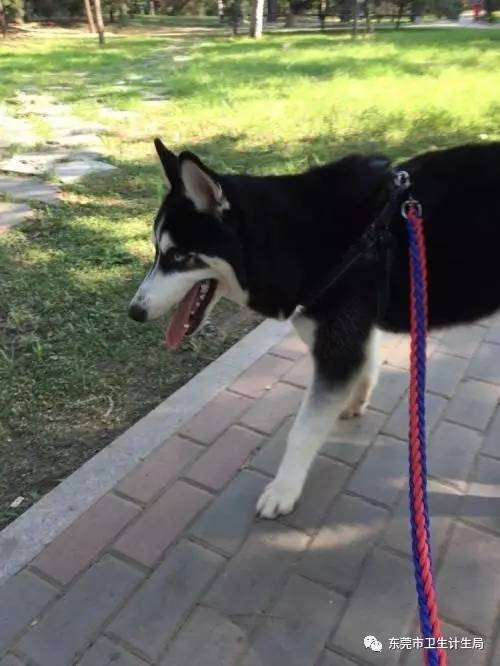 狂犬病人口水_狂犬病图片发作的图片