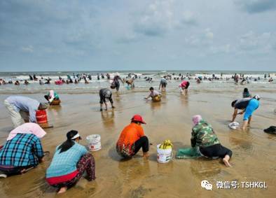 自驾游—红酒 海鲜=曹妃甸自驾挖蛤一日游