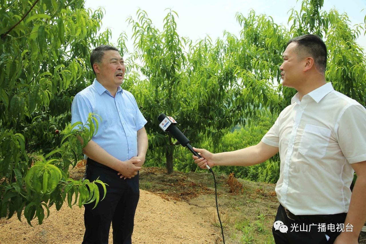 千名游客涌桃园寻找小时候的味道光山县举行产业扶贫现场会暨观五枚鲜