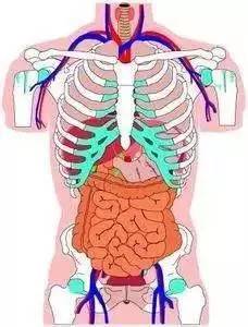 而肋骨则起到保护肺,心脏,肝脏等的作用.