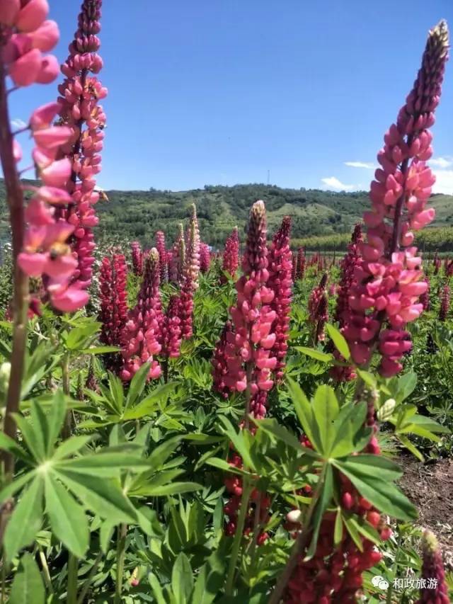 聆听夏语鲁冰花