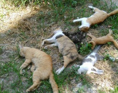 哪个畜生干的!毓龙公园有人毒杀猫狗,死了十几只!