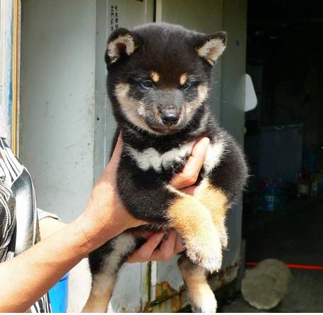 拼了能一眼认出柴犬和秋田犬的方法都在这儿了