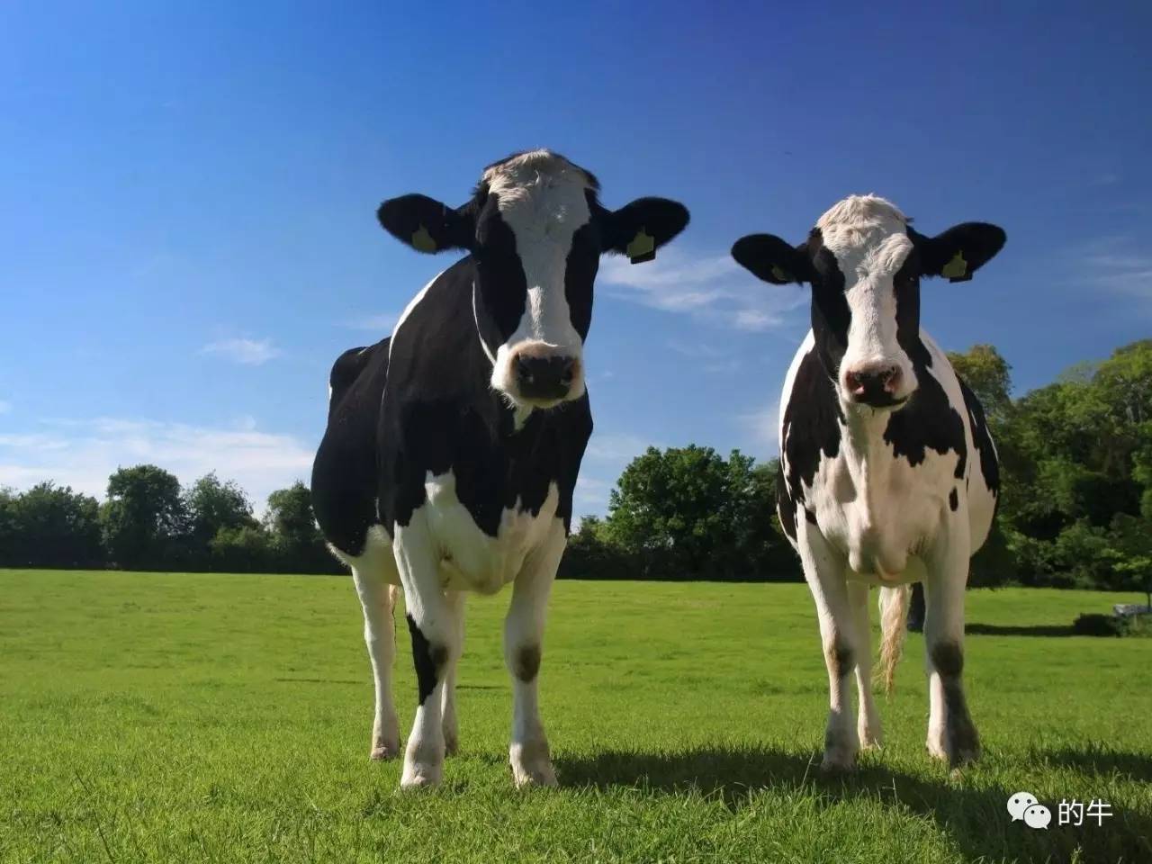 奶牛产奶量和质量的季节性变化规律研究