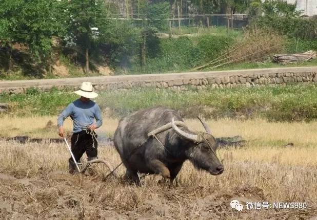 "打喝溜子"吆喝牛的歌图片