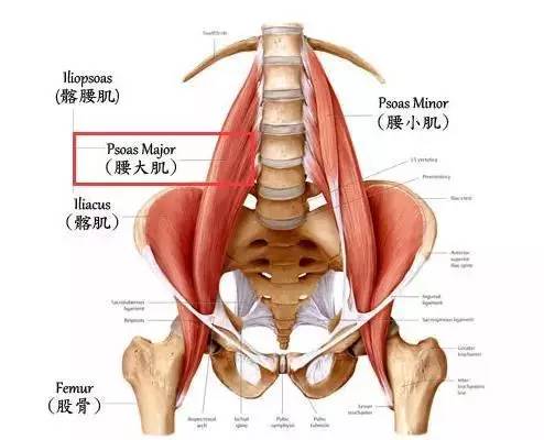 身体的核心肌肉稳定最重要的结构是脊柱和盆骨.