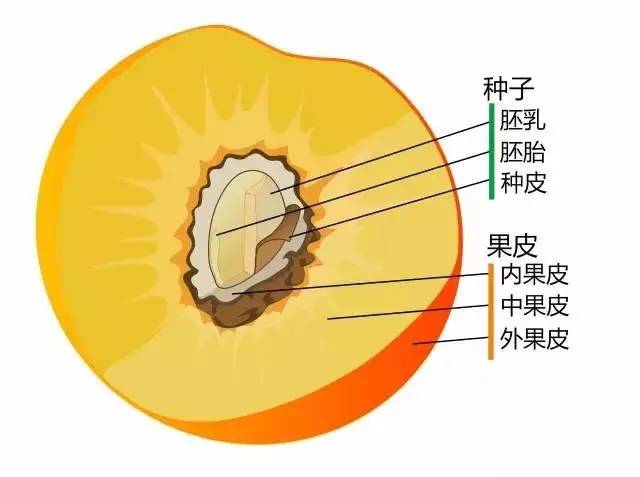 桃子更具教具的潜质——外果皮,中果皮,内果皮,种皮种子以及表皮附属