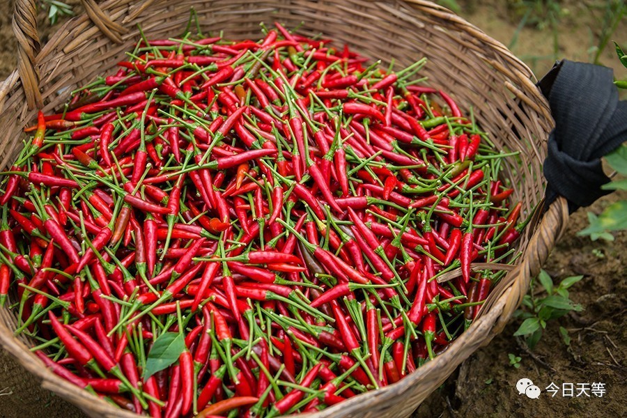 指天椒 指天椒是在广西天等县特定的土质和气候条件下种植的名优辣椒