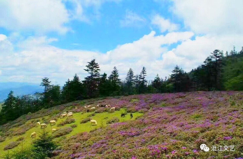 2017年的雪邦山:夏花如此勾魂 朋友圈如此好看