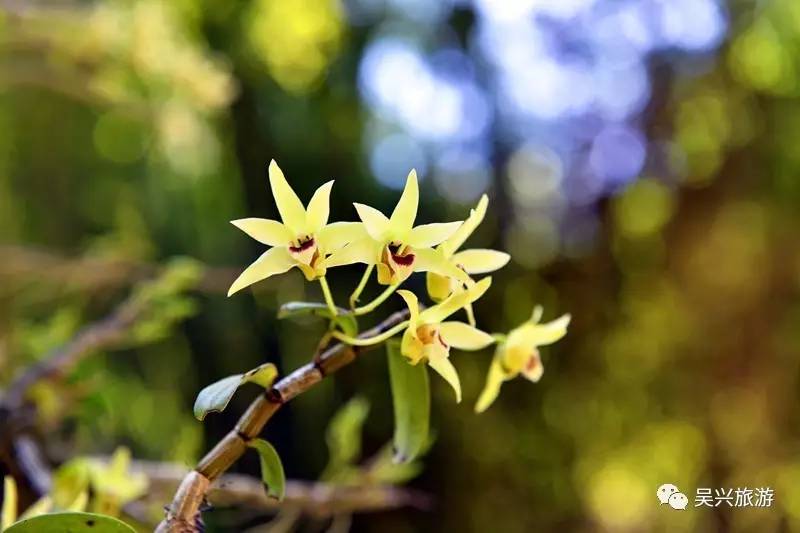 【夏之梦】鹅黄点点,幽谷飘香,灵兰山谷采花节明天开幕啦