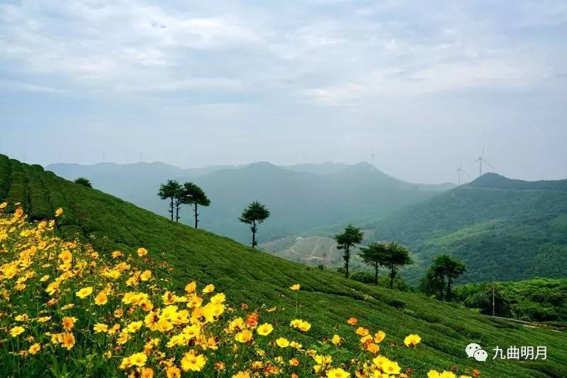 仲夏去宁波白岩山最美风车公路赏花看风车请带上防晒霜