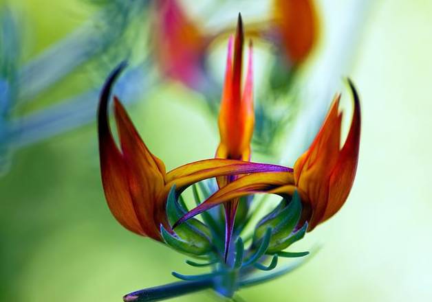 鹦鹉的嘴是世界上最美丽的花朵,但不幸的是它也最珍贵的特产之一