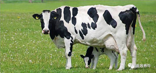 中国奶牛养殖业为何牛不起来!