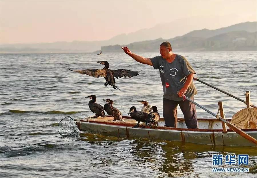 6月9日,在大黑汀水库,周山放鹰下水捕鱼.