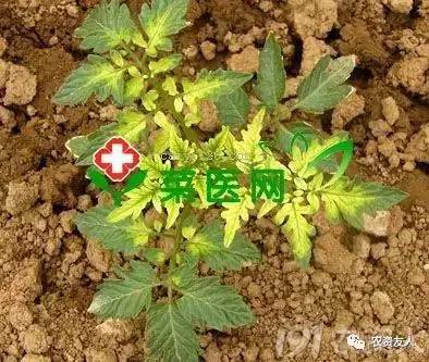 缺素最全解释--番茄!