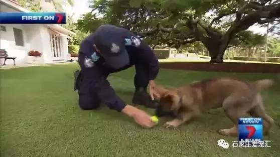 被警队开除的小狗，它的新工作竟然是......