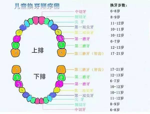 【收藏】儿童长牙、换牙顺序图