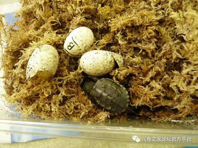 龟卵孵化过程中一些关于龟蛋的认识