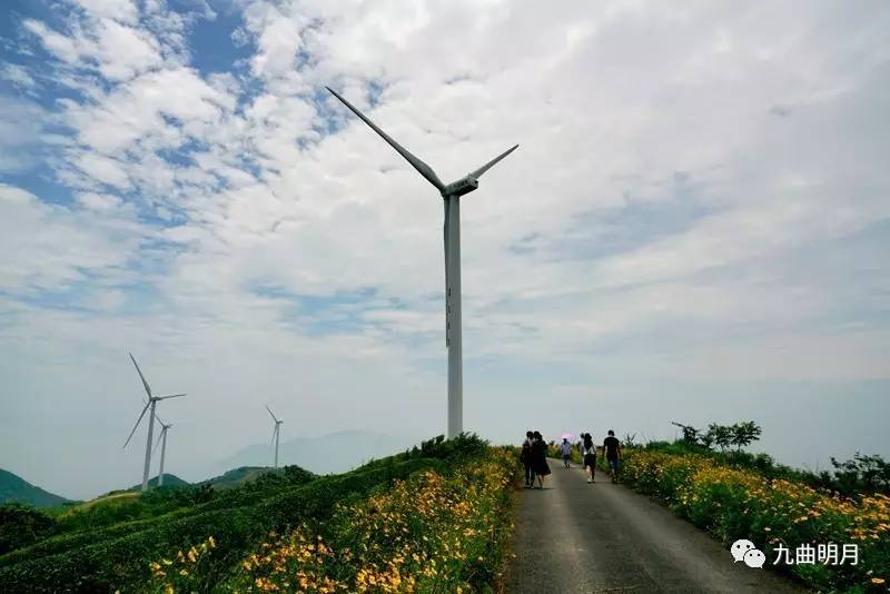 仲夏去宁波白岩山最美风车公路赏花看风车请带上防晒霜