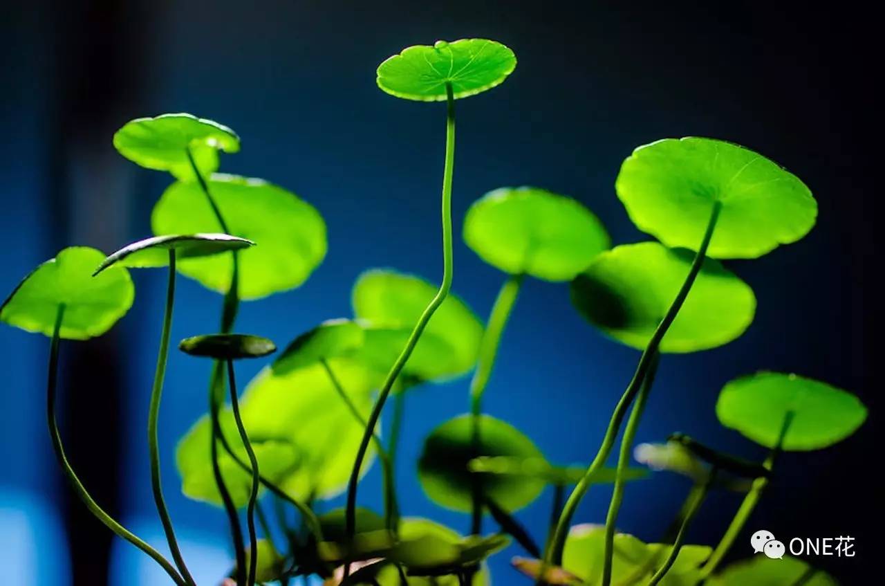 花大夫 铜钱草萎蔫怎么补救