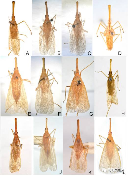 长象蜡蝉族部分种类   长象蜡蝉是象蜡蝉科中独特的类群,其分类地位