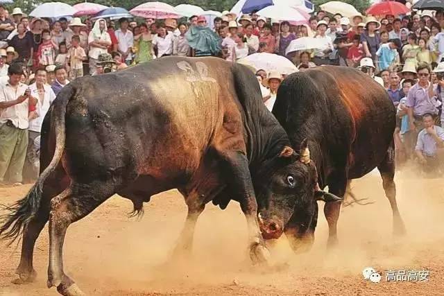 宜春也有斗牛争霸赛,谁才是今年真正的"牛王"?(内附