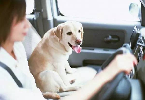 开车带狗出门，不注意这些宠物会很危险！