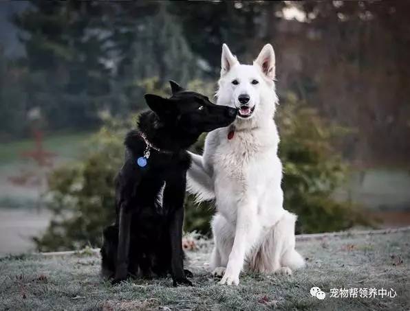 纯色黑白牧羊犬婚纱照网络爆红,超可爱的画面瞬间融化