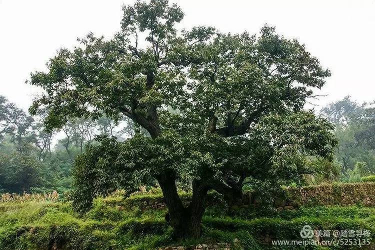 历史 正文 板栗树在樵岭前村种植己经有非常久的历