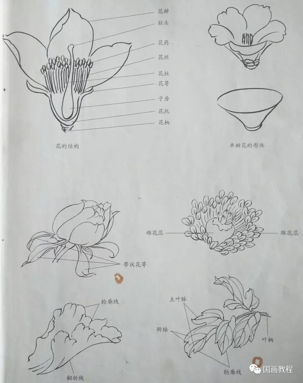 2014中考生物填图题：桃花的结构图