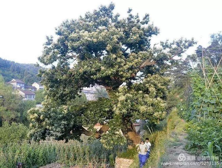 樵岭前藏着一棵宋代板栗树有着近千年历史