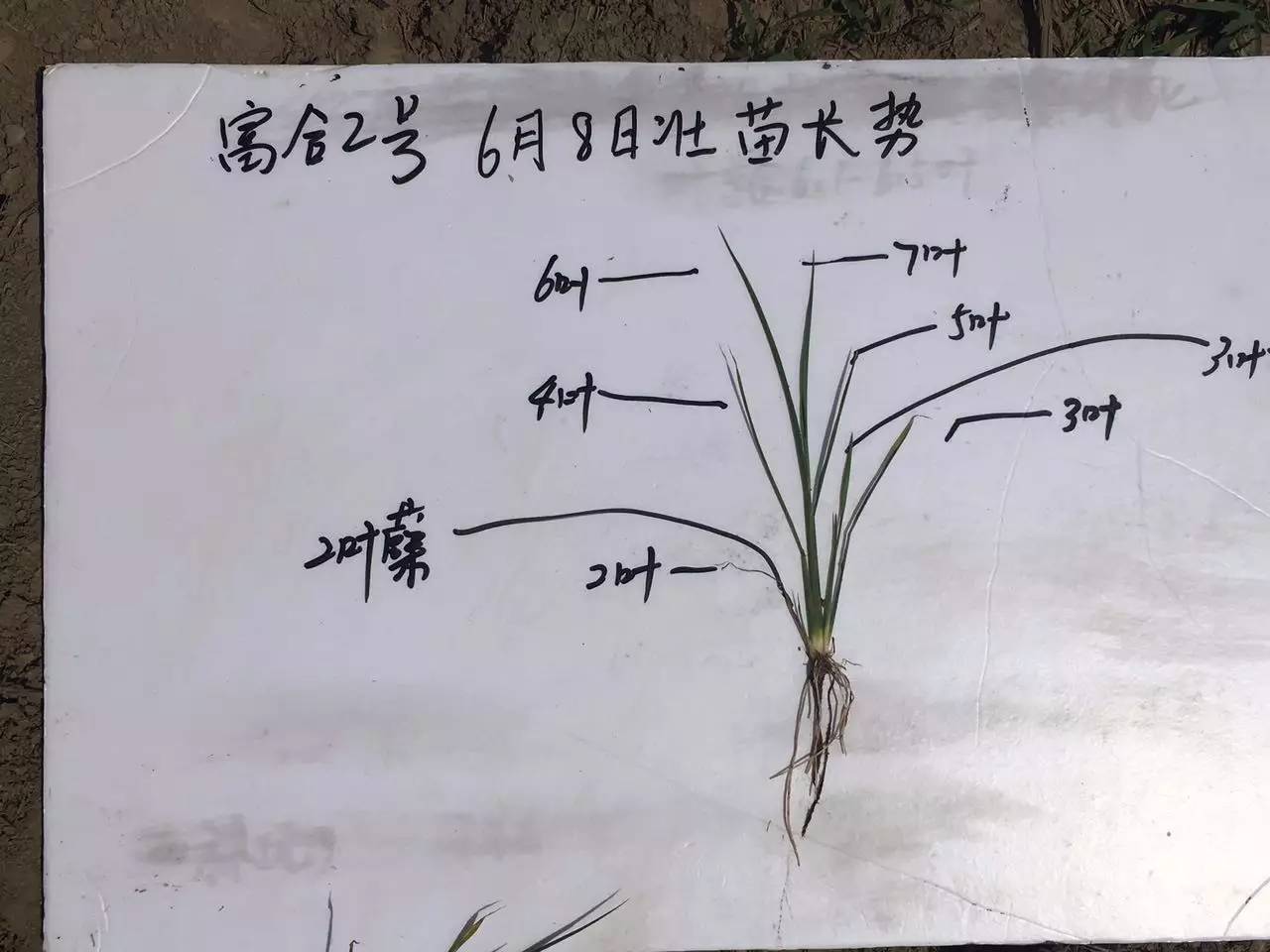 富合2号2017年6月8日壮秧标准为2叶分蘖,3叶分蘖.