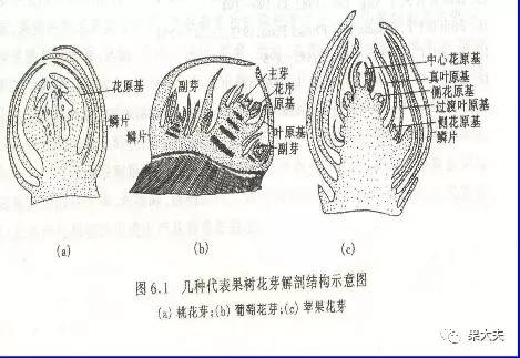 苹果花芽分化知多少