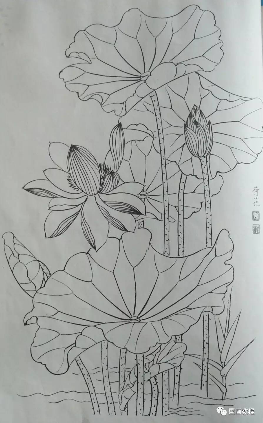 【21天线描训练营】牡丹荷花线描稿