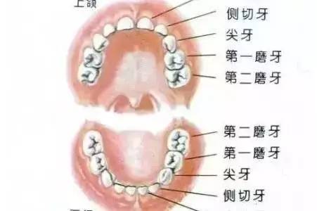 1     【产品名称】   通用名称:牙齿(以下简称本品)   英文名称