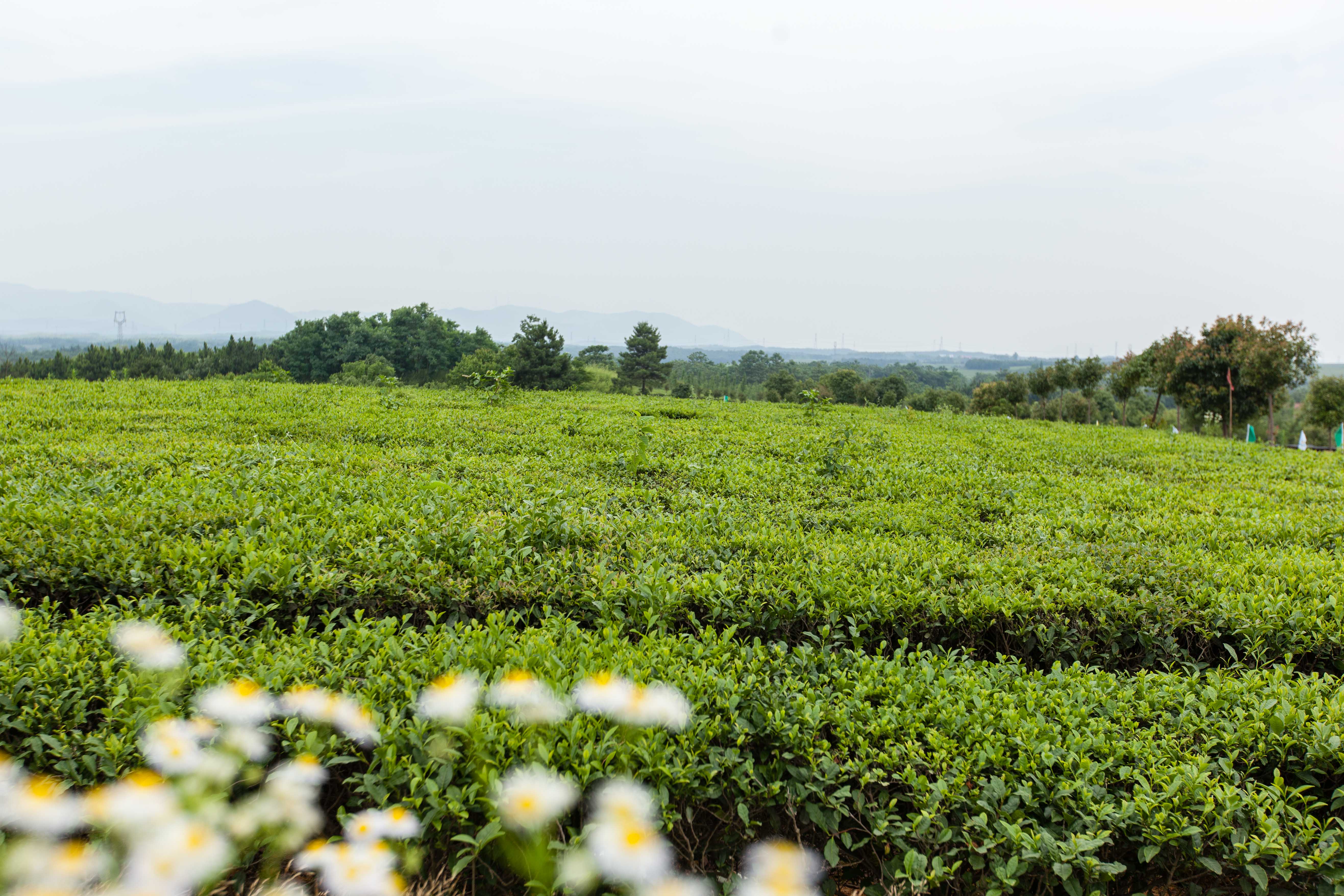 祠山岗茶场里的茶中爱马仕黄金芽