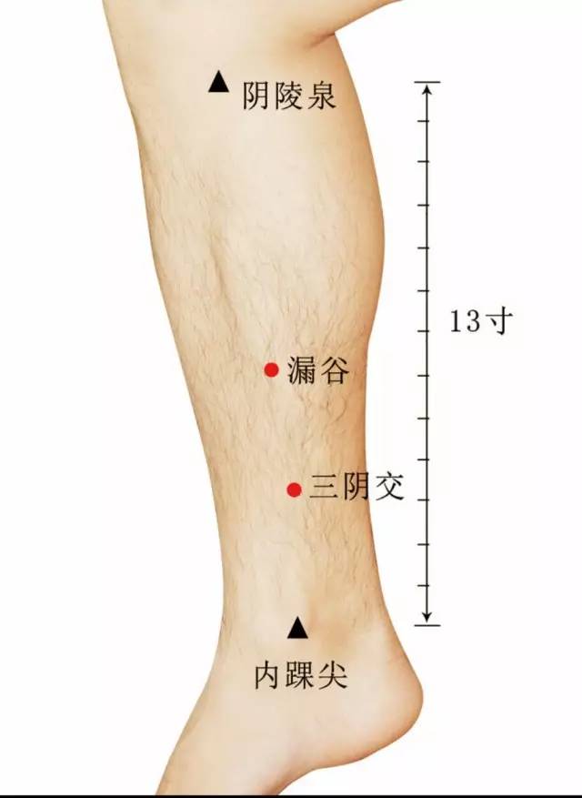 三阴交:在小腿内侧,当足内踝尖上3寸,胫骨内侧缘后方.