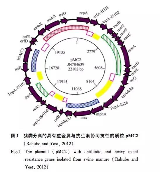 基因编码的酶或蛋白具有提高细胞耐受多种抑菌物质 如抗生素或重金属