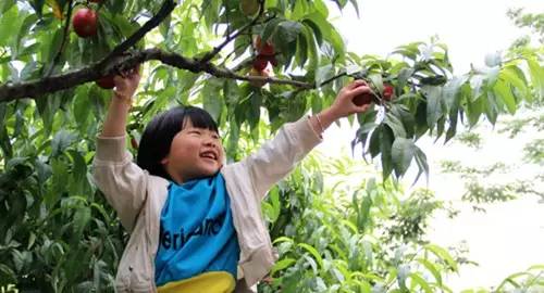 【乐在花桥】"桃"醉的夏天,正是时候去天福生态园采摘