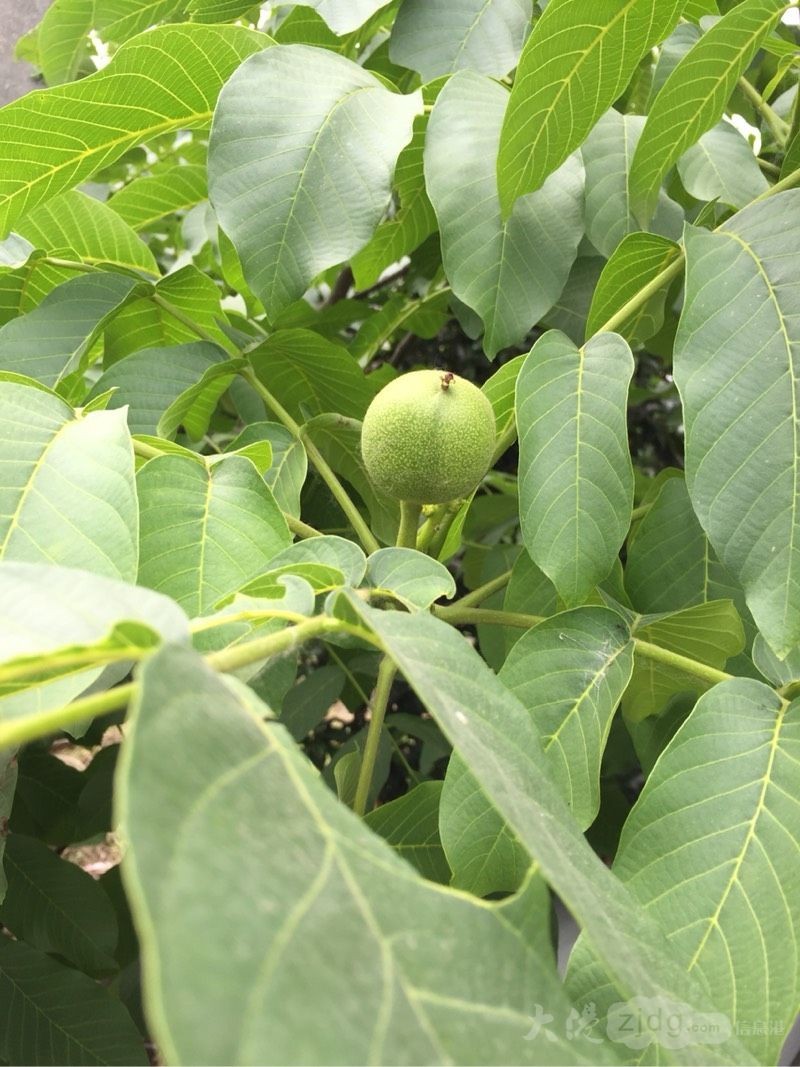 核桃树在大港也能开花结果,不信你看!