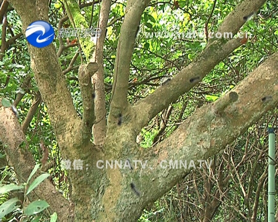 惊悚!南山公园"毛毛虫"包围十几亩龙眼树,有关部门这么回应.