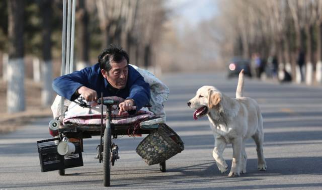 狗狗为老人拉车赶集修理小电器,相濡以沫,朝夕相处十余载.