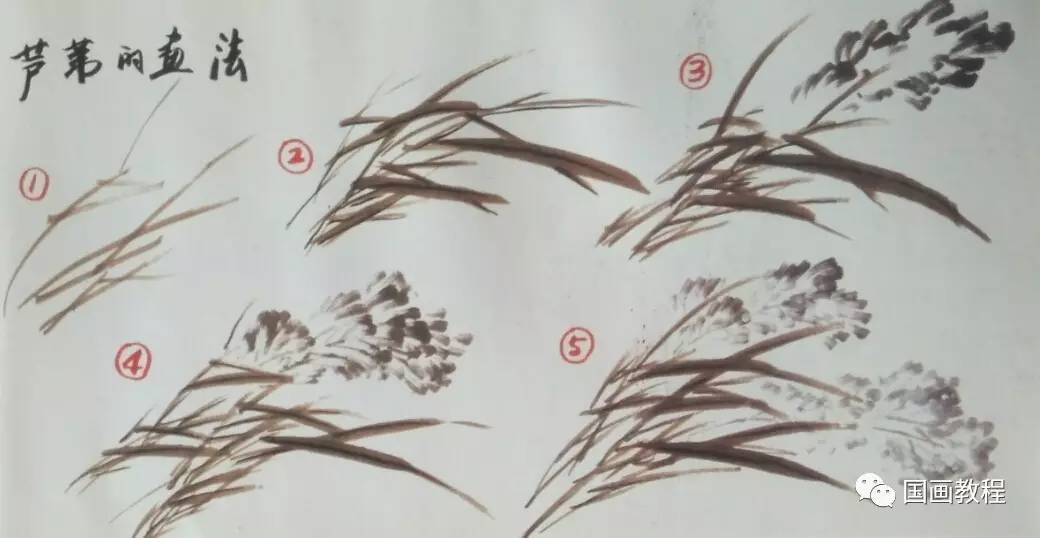 【0基础学画画】苍鹭和芦苇的画法