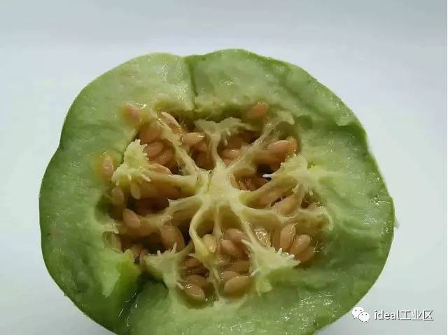娄塘青皮绿瓤的小菜瓜上市了作为一个吃货怎能错过