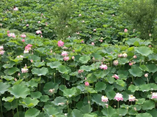 兴文石海 百亩荷花休闲一日游,大巴自驾同时发团