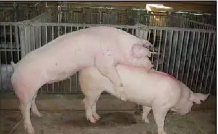 大小比例要合理,有些第一次配种的母猪不愿接受爬跨,性欲较强的公猪可